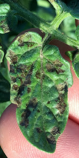 Brown spots on a tomato leaf