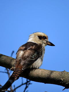 mr kookaburra is not amused - brisbane