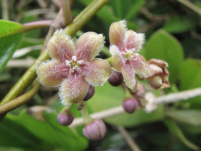 Kalak Kambing (Finlaysonia obovata) Flowers