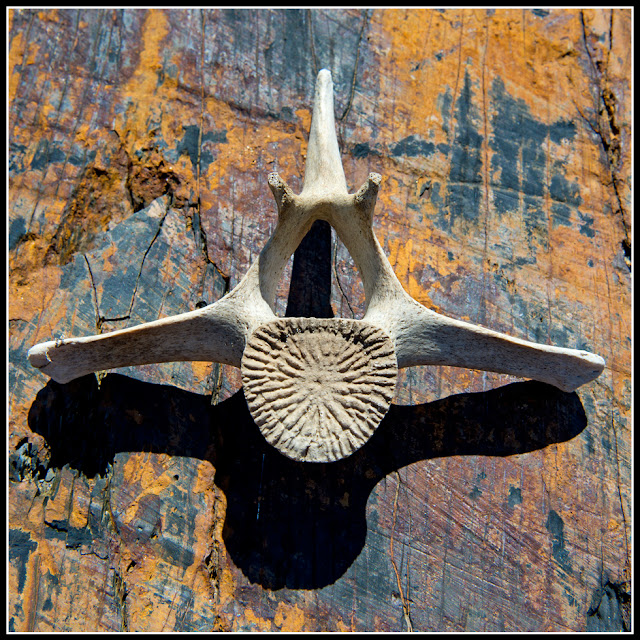 Nova Scotia; Martitimes; Whale Bone; Porpoise; Gaff Point