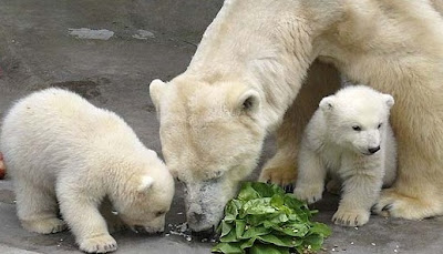 Osos polares cachorros comiendo con su madre