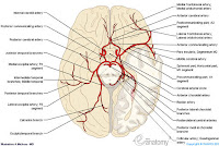 Brain Anatomical