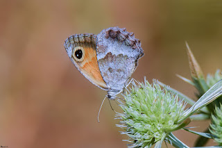 mariposa-lobito-jaspeado-pyronia-cecilia-en-cardo-