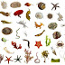 Pengertian Spesies Menurut Taksonomi
