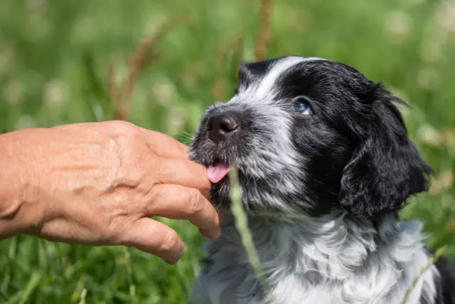 pourquoi-mon-chien-me-leche-t-il-la-main