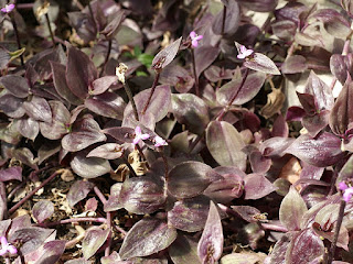 Tradescantia zebrina 'Purpusii'