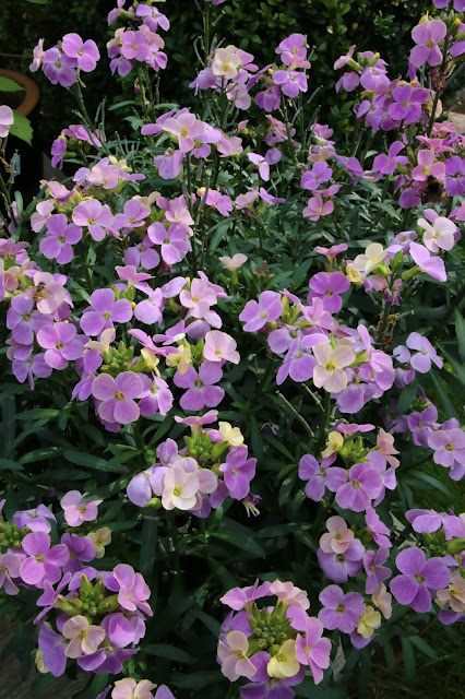 Erysimum cheiri