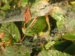 spiders web rimed in dew.