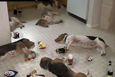 Dog Party Last Night