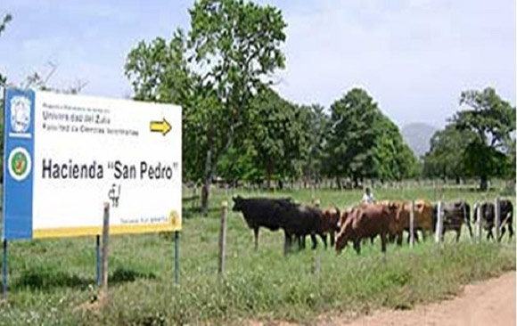 roban-ganado-finca-universidad-del-zulia-machiques