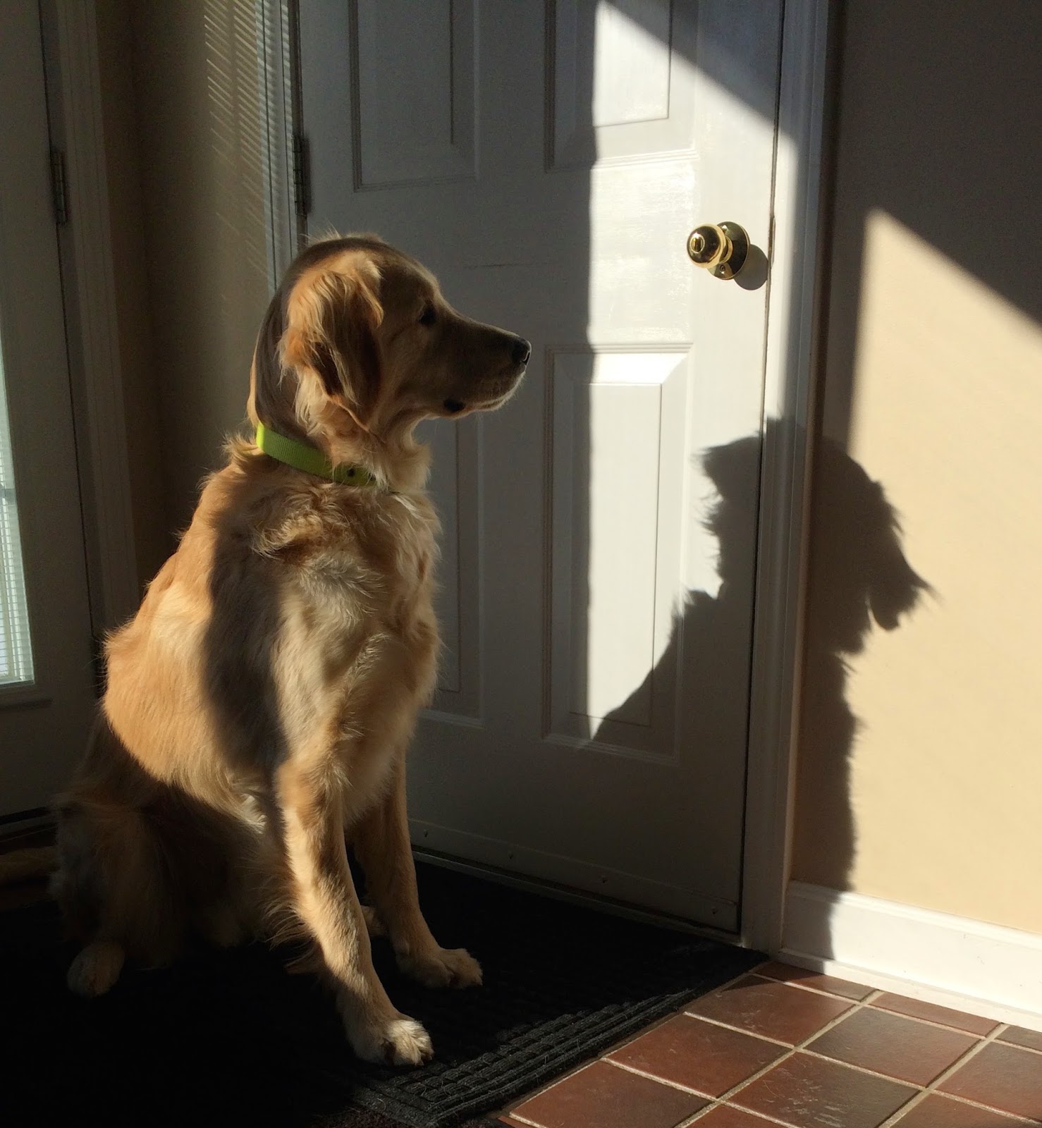 dog looking at his shadow