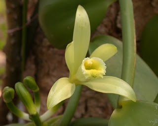 Vanilla Orkid