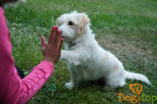 How To Have A Therapy Dog?