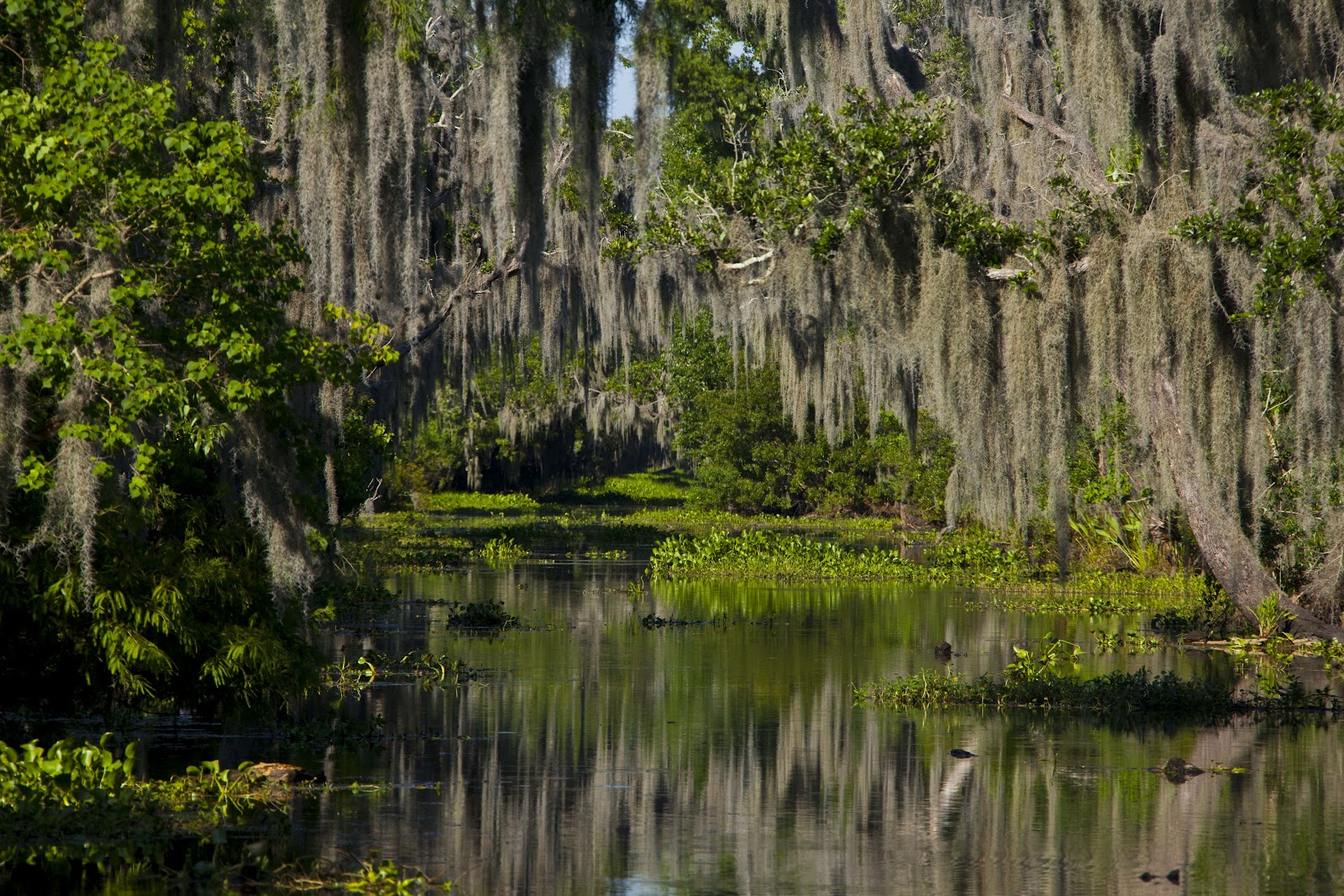 Marty Kittrell: Louisiana Airboat Swamp Tour