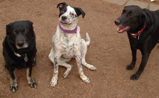 Picture of Blackjack, Molly, and Rocky