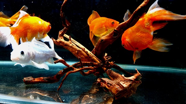 How to Breed and Sell Goldfish for Profit