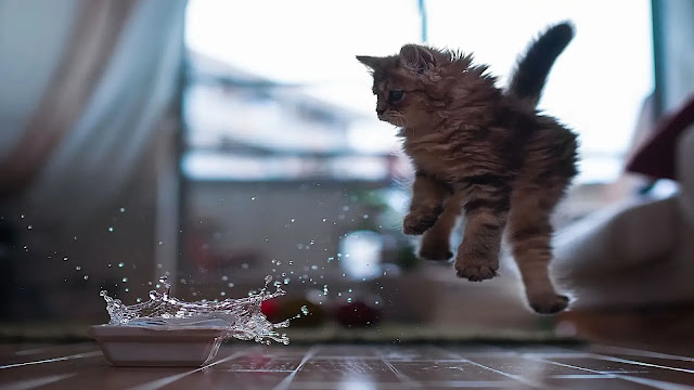 Cat Scared of Water