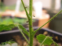 Fungus Gnats photo