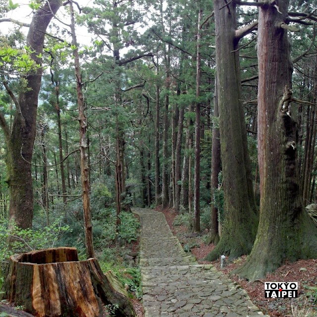 【大門坂】漫步世界遺產熊野古道　踩著高聳杉樹下的石板路登上那智山朝聖