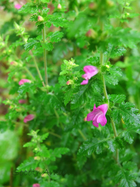 Phtheirospermum japonicum