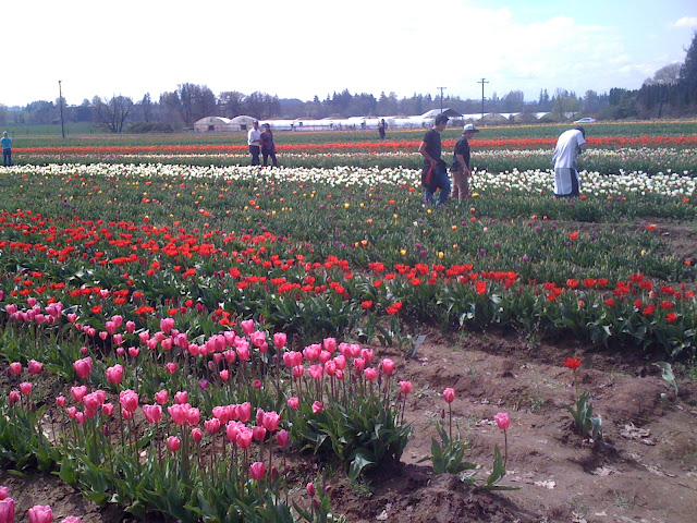 Tulip Festival OR