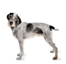 German Wirehaired Pointer

(Deutscher Drahthaariger Vorstehhund)