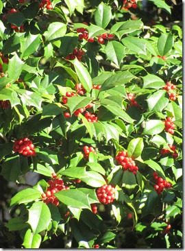 The Hermitage Holly Berry Tree
