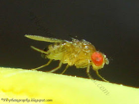 Drosophila Melanogaster Male