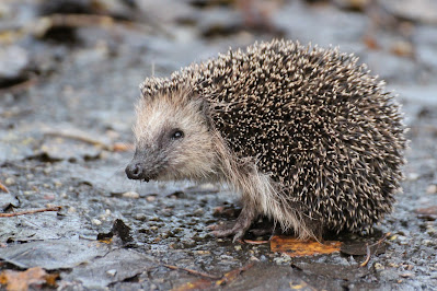 West-Europese Egel - Stikelbaarch - Erinaceus europaeus