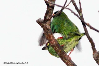 Coppersmith Barbet courtship - mating Copulation