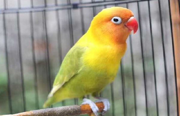 salah merawat lovebird