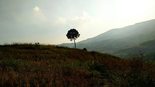 Single Tree on a Hill