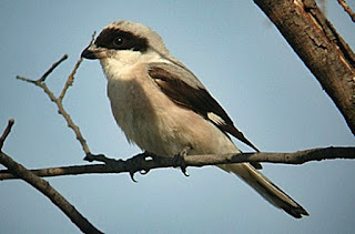 jenis burung cendet