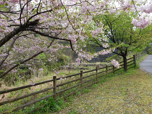 鳥取県西伯郡伯耆町小林　マウンテンストリームきしもと　オオヤマザクラ（大山桜）