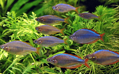 Ikan Rainbow Praecox