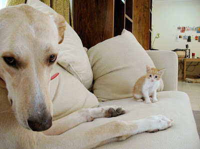 Cat And Dog Photobombing Each Other Seen On  www.coolpicturegallery.us