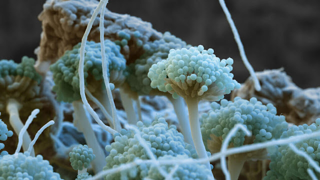 The fungus Aspergillus nidulans (shown in this color-enhanced scanning electron micrograph) can be genetically engineered to produce fewer mycotoxins by deleting specific proteins.  SCIENCE EYE/SCIENCE SOURCE