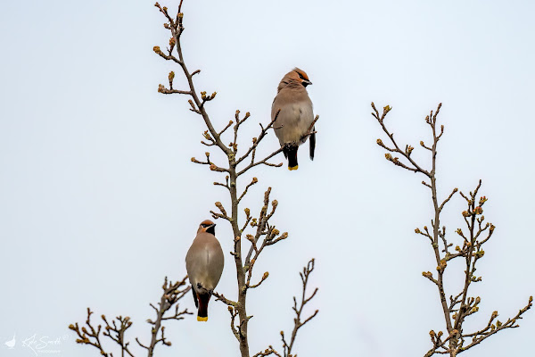 Waxwing