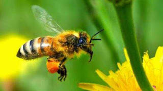 world-honeybee-day-celebrated