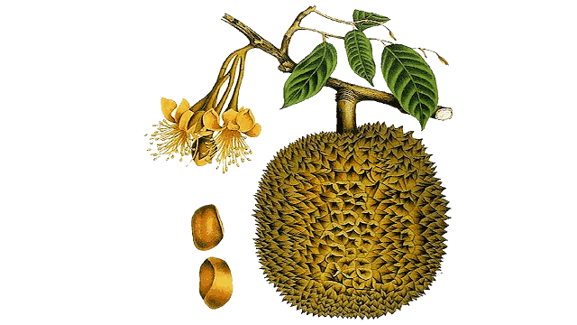 download durian fruit clipart