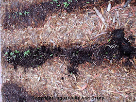 Critter Digging in my Sunflower Seedlings March 28 2014