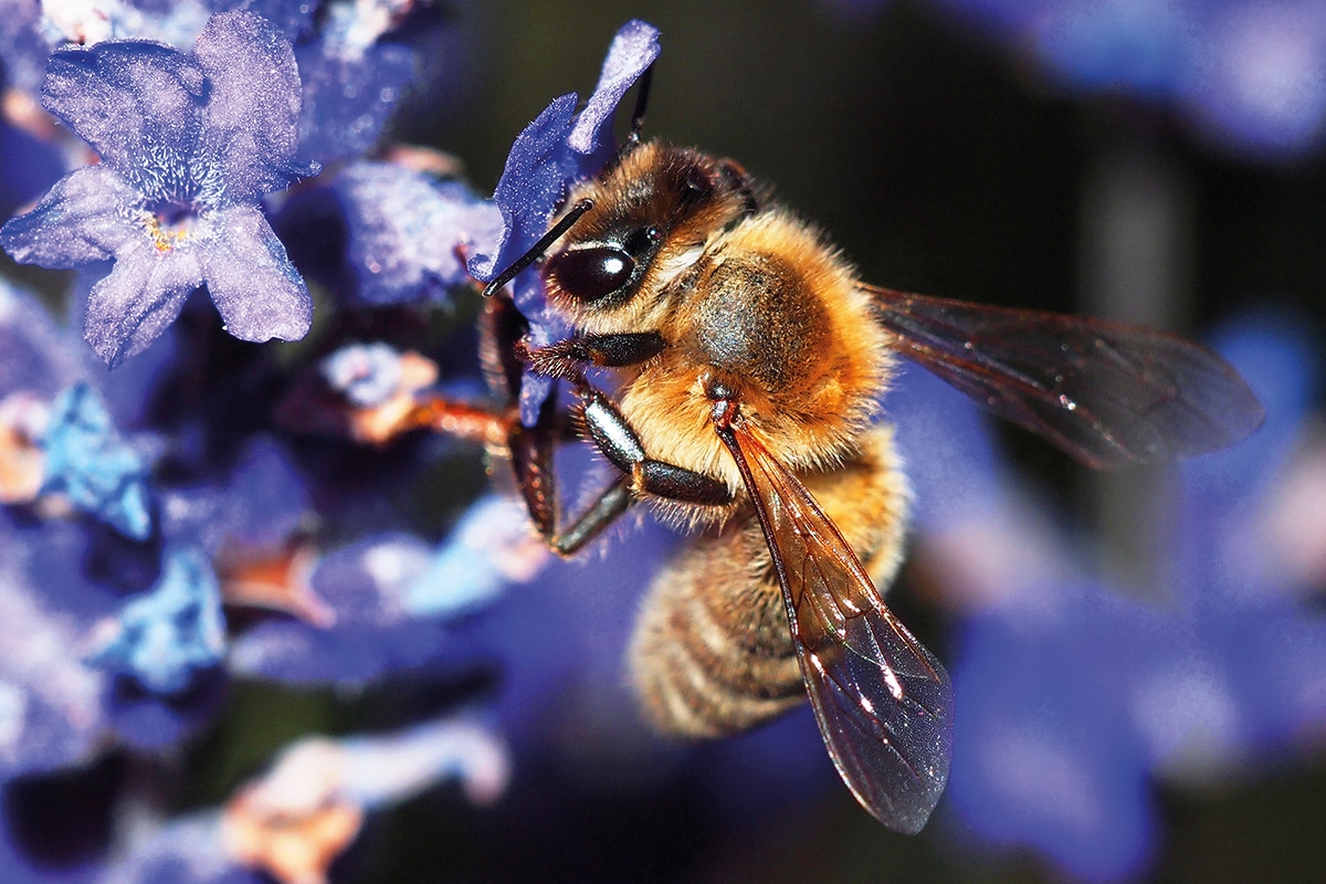 Bees Were Declared As The Most Important Living Beings On Earth