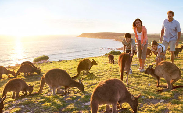 Pulau Kangaroo