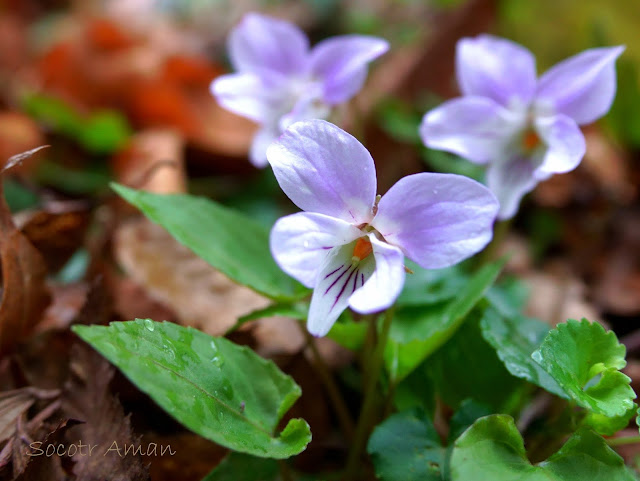 Viola japonica