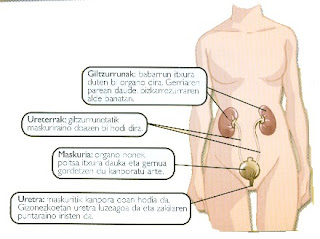 http://www.txanela.net/guneak/0007/e/0345/0421/f/999/IraitzAparatua_nagusia.swf