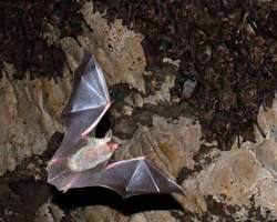 A bat uses ultrasound to navigate and hunt.