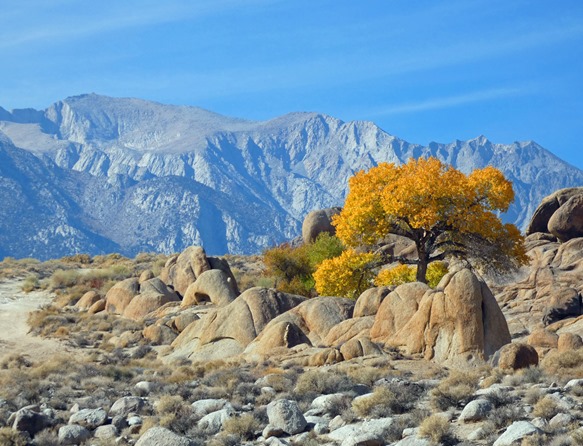 Tree in Alabama Hills