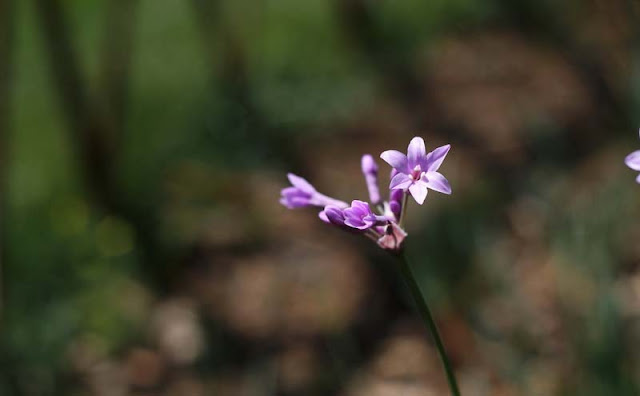 Society Garlic Flowers Pictures