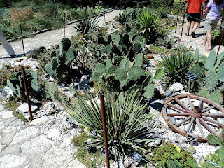 Among the cacti in Balchik Botanical Garden