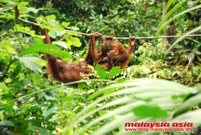 Orangutan Rehabilitation Center Sepilok Sabah